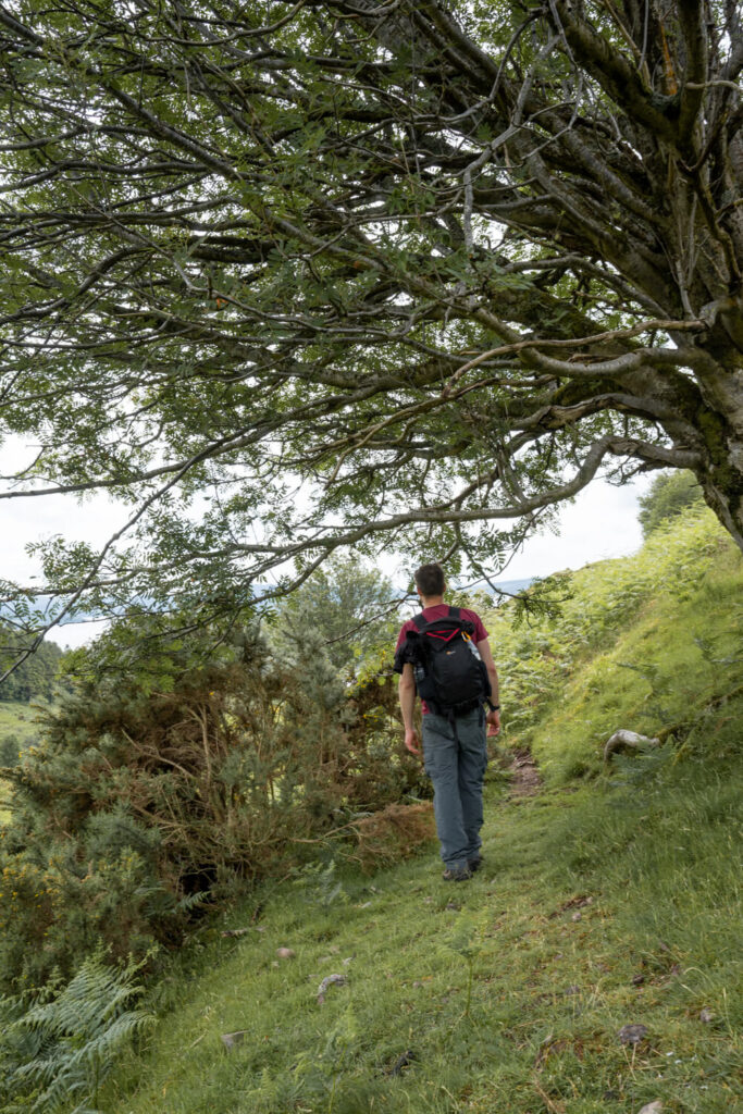 man walking under tree