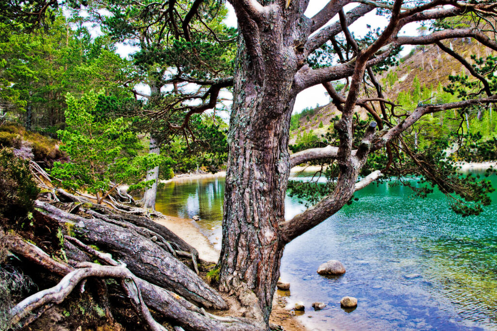 green loch