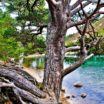 Green Loch Aviemore (An Lochan Uaine) – An Unmissable Walk