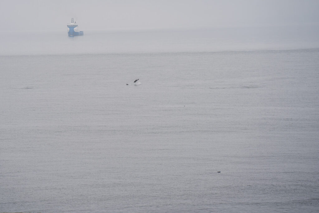 dolphin jumping out the water in aberdeen