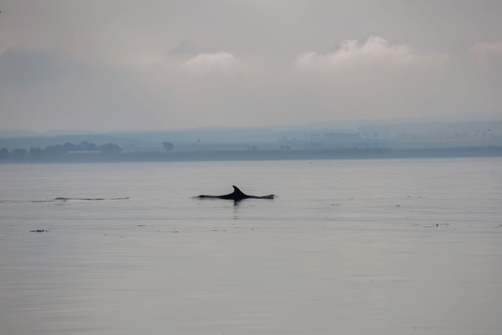 chanonry point dolphins