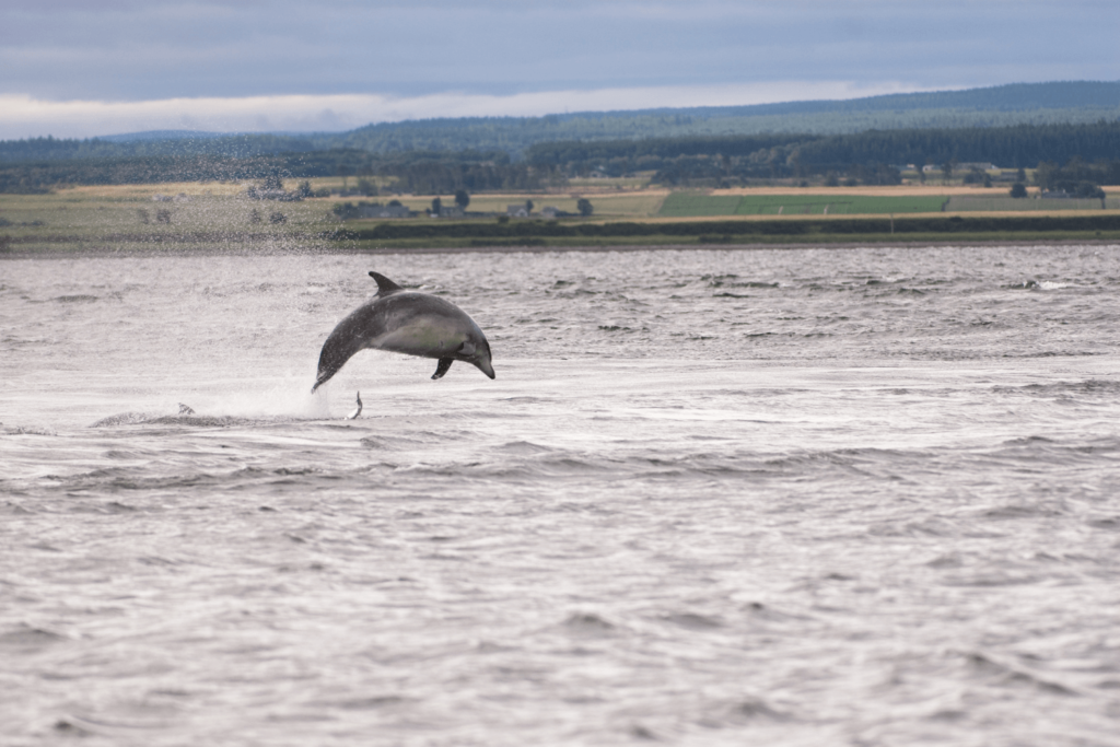 chanonry point dolphin