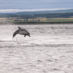 Chanonry Point Dolphin Spotting – The Best Place near Inverness