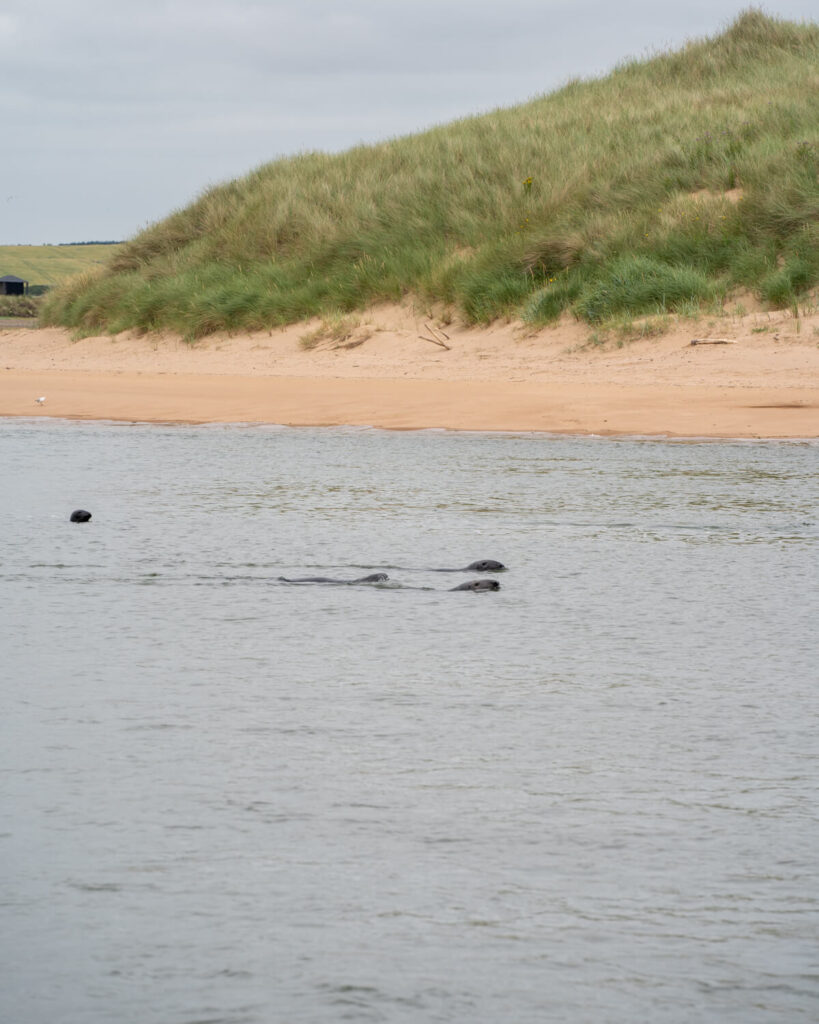 seals in water newburgh beach