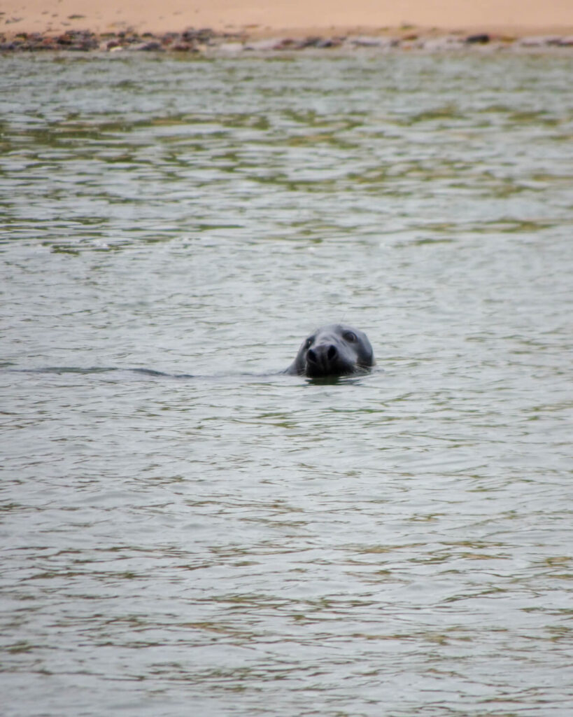seal in water at newburgh beach