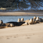Newburgh Seal Beach Aberdeenshire – Seal Spotting on the NE250