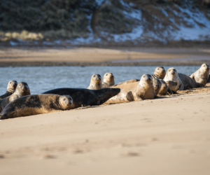 Newburgh Seal Beach Aberdeenshire – Seal Spotting on the NE250