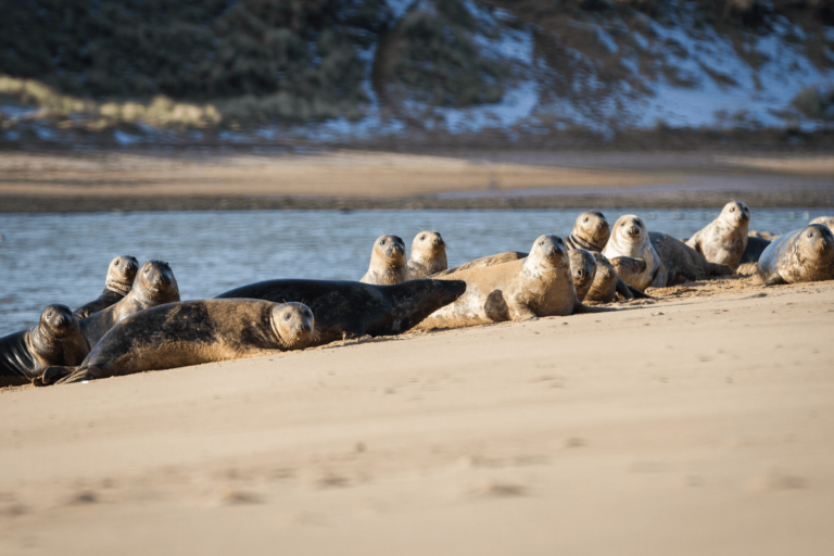 seals on newburgh beach