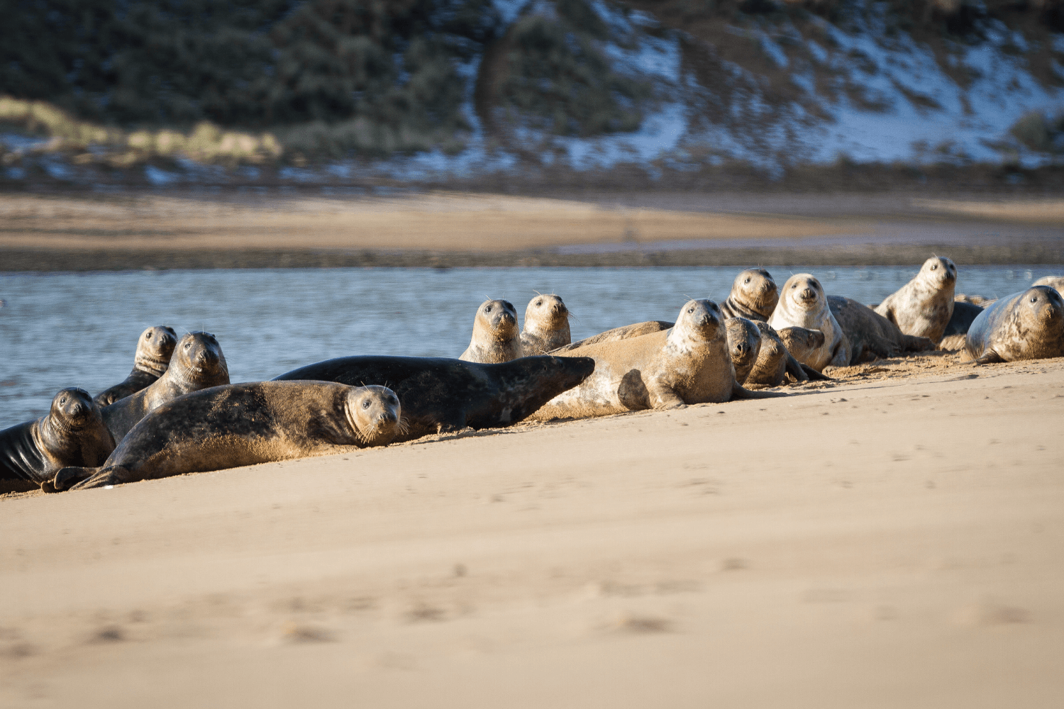 Read more about the article Newburgh Seal Beach Aberdeenshire – Seal Spotting on the NE250