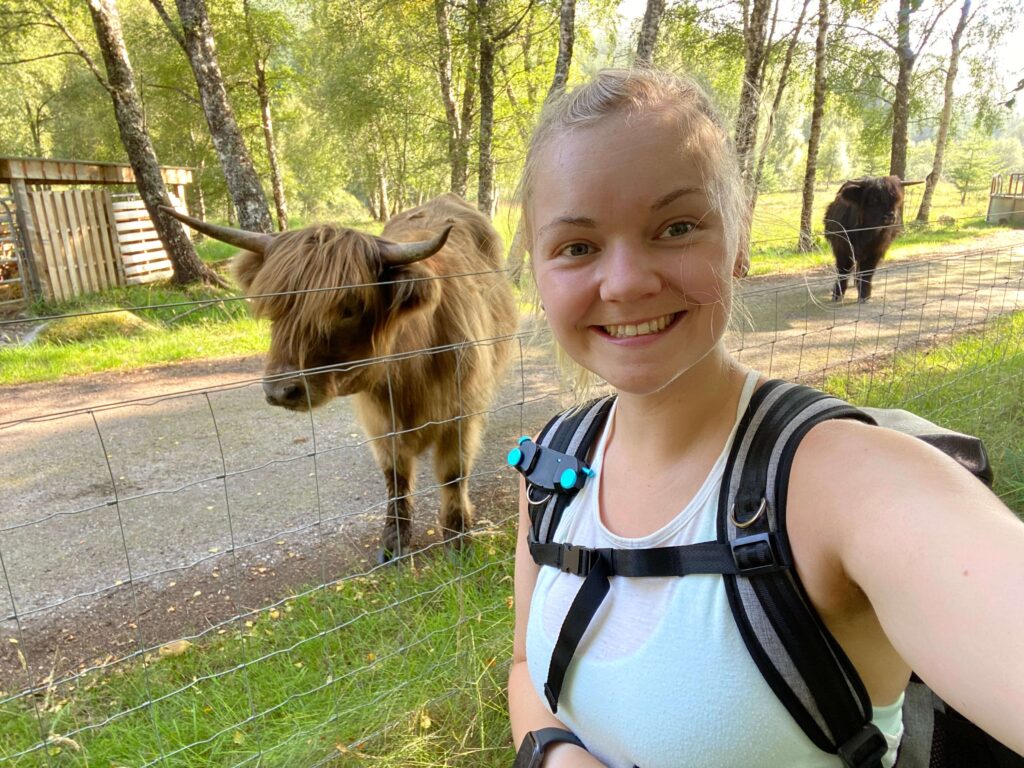 highland cow selfie