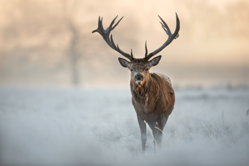 stag in the snow