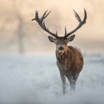 How to Prepare for Travelling the NC500 in Winter – What to Expect?