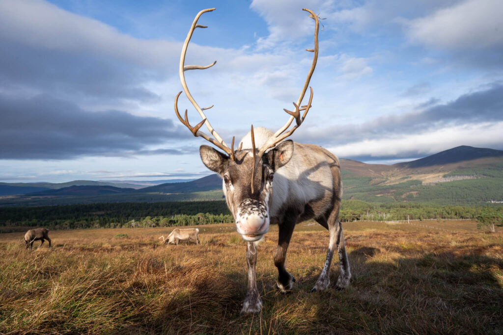 Cairngorm reindeer