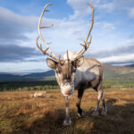 Cairngorm Reindeer Centre – How to Prepare for the Reindeer Tour in Aviemore