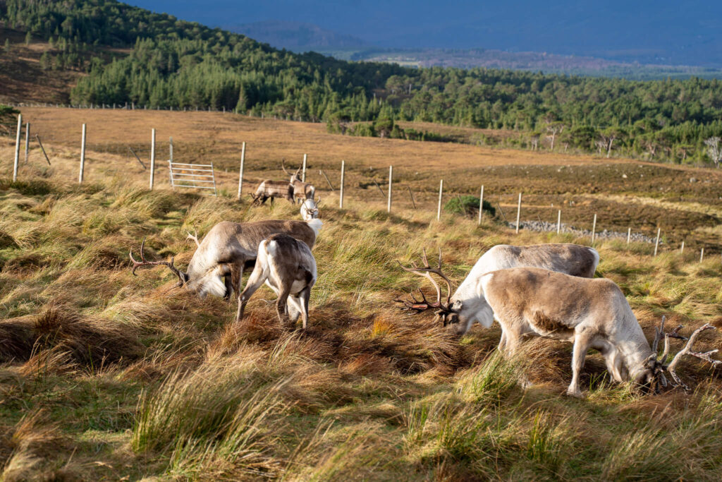 reindeer