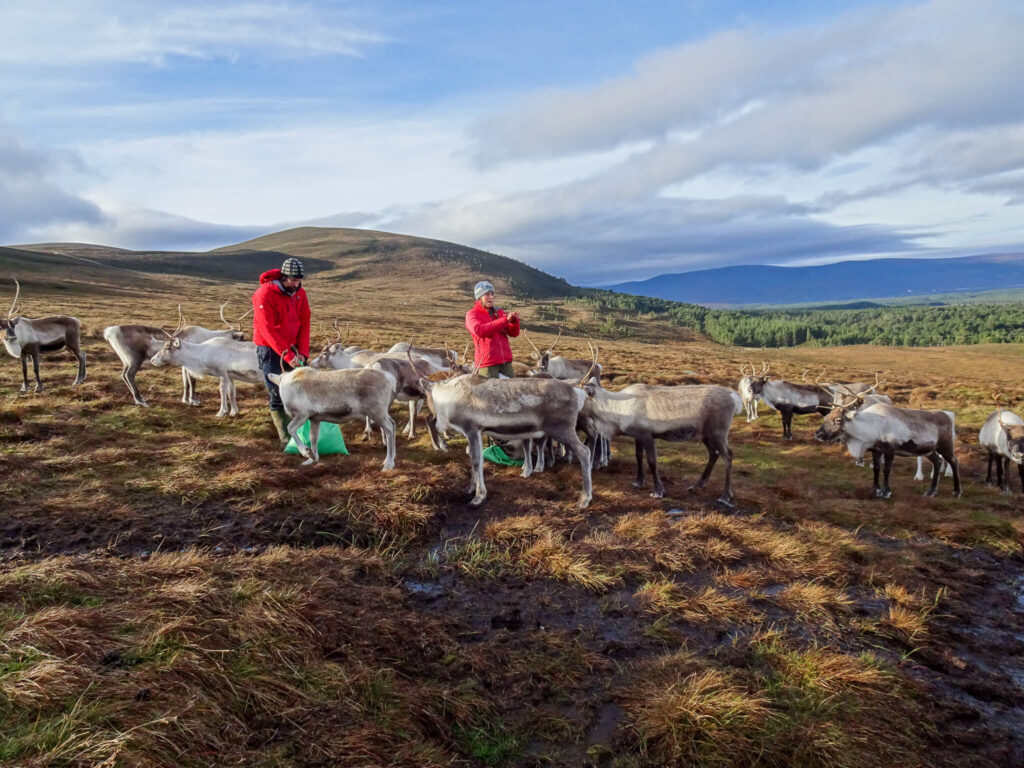 Cairngorm reindeer