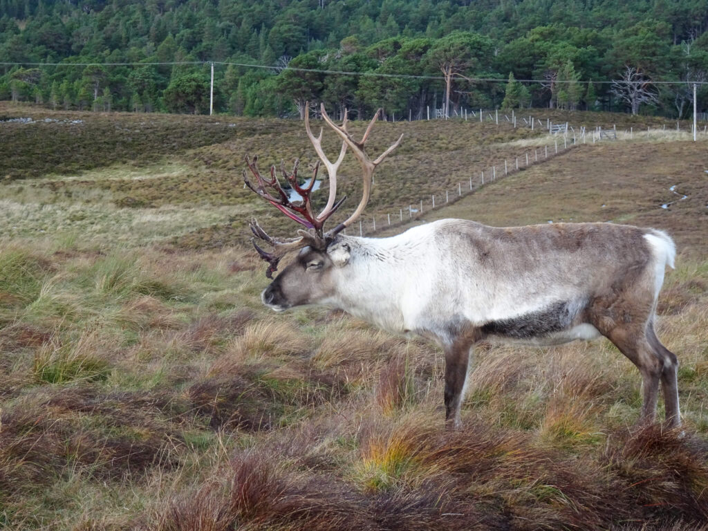 reindeer