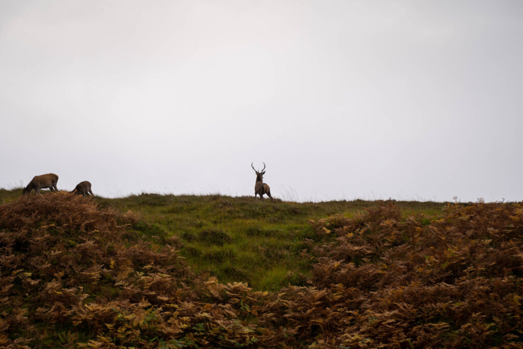 wild stag in the distance