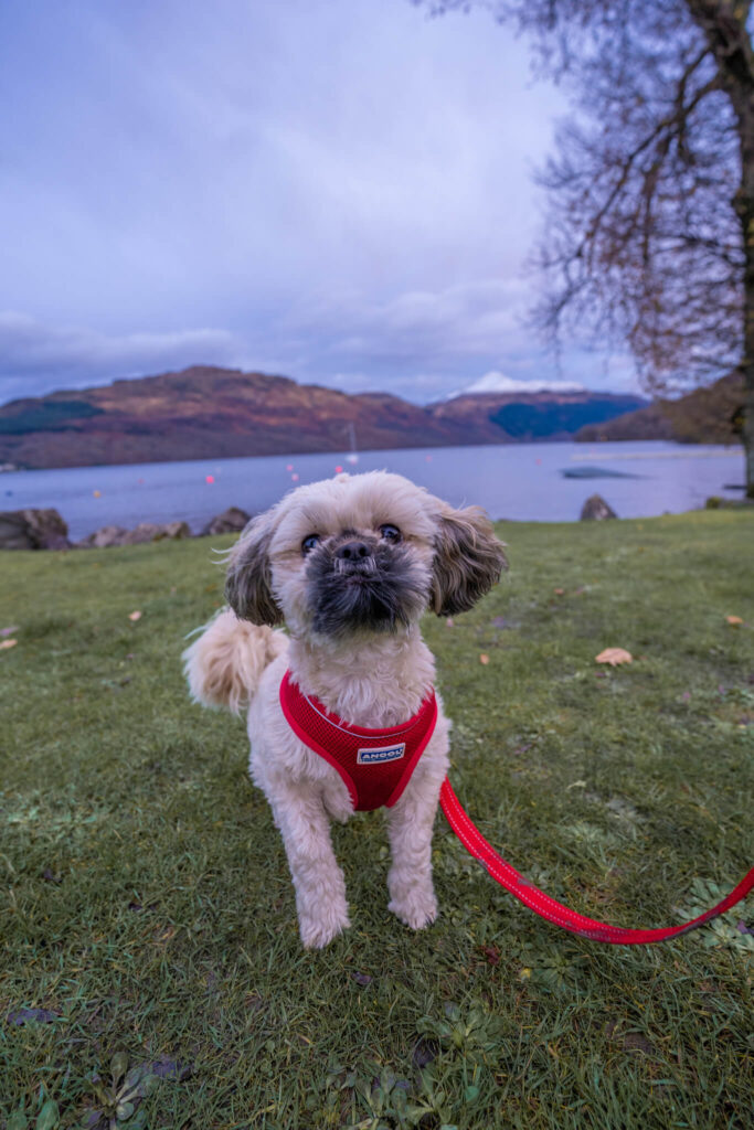 dog with views of loch lomond