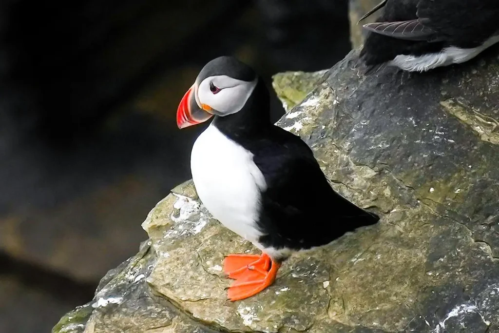 Puffin at Brough of Birsey (1)