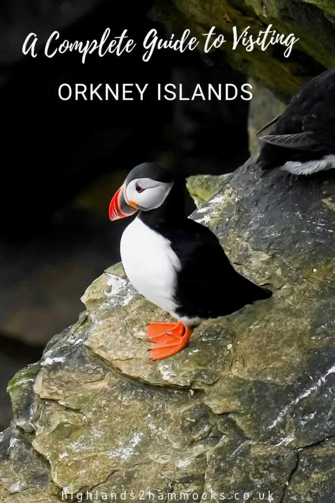 Puffin at Brough of Birsey - A Complete Orkney Islands Itinerary